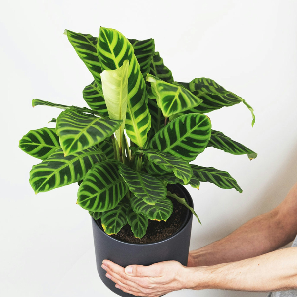 calathea zebrina