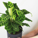 calathea starostlivost a pestovanie