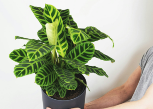 calathea starostlivost a pestovanie