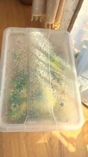 Raj Alocasií 🪴🫶

#alocasia