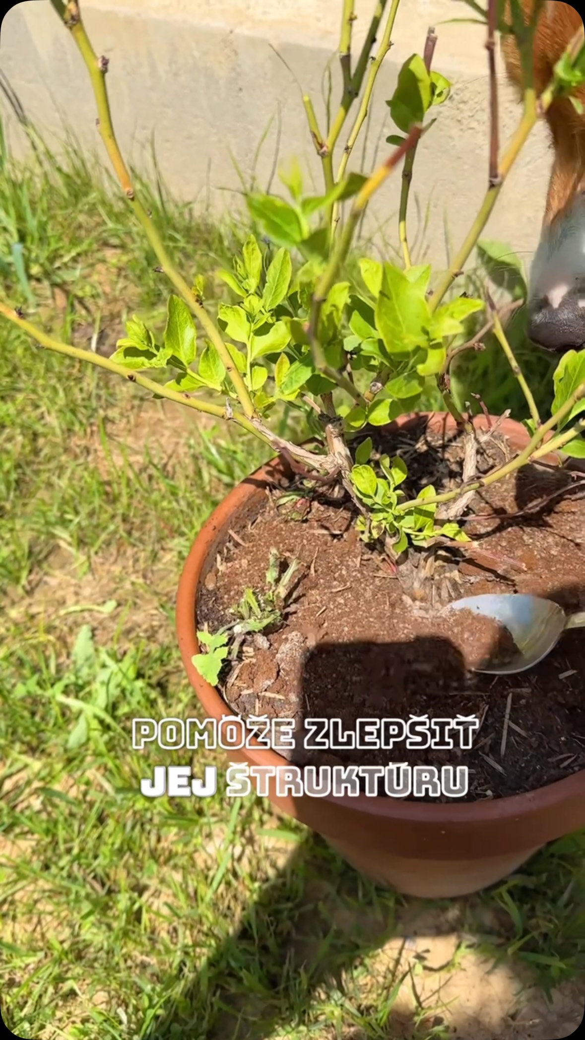 Aj kávová usadenina môže byť v záhrade užitočná ☕️

#zahrada