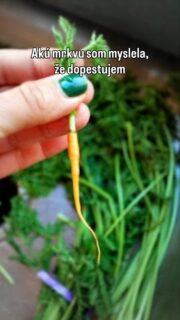 Minule som vám ukázala fail s cesnakom 😃 
Teraz je načase, aby som sa aj niečím aj pochválila. 🥕

#mrkva