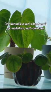 S rastlinami sa nedá nudiť. Keď zrovna nepolievam, nesadím, nestriekam škodce tak pravdepodobne nakupujem nejaké nové rastliny. 🪴🤷‍♀️😄

#rastliny #pestovanie