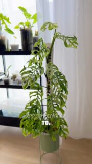 Keď sa tvojej popínavej rastline konečne začne dariť, príde chvíľa, keď prerastie aj oporu. 🌿

A práve vtedy veľa ľudí urobí jednu z dvoch vecí – rastlinu zostrihne alebo začne vymýšľať, ako k sebe priviazať dve tyče.
🪴 Oporné tyče od Plantscraper sa dajú jednoducho nadpojiť bez pásiek, lepidla alebo motúzov. Navyše si na niektorých z nich vieš upraviť aj hrúbku tyče, takže bez problémov sadnú aj rastlinám s väčším koreňovým balom.

Ulož si tento tip, nech nabudúce vieš presne, ktorú tyč kúpit a ako na to. 💚

#plantscraper #izboverastliny #rastliny