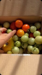 🍅 Je začiatok októbra a tento rok si ešte užívame teplé dni. Rajčinám však záleží aj na tom, aké sú noci – keď sa ochladí, dozrievajú čoraz pomalšie.

Ak ti teda zostali na rastlinách zelené rajčiny, nemusíš sa s nimi rozlúčiť. Tie, ktoré už dorástli, môžeš nechať dozrieť doma. Stačí ti papierové vrecko alebo krabička.

Len ich nezabudni pravidelne kontrolovať. Bola by škoda prísť o poslednú úrodu, keď si sa o ne staral/a celú sezónu. 😊

#paradajky #rajciny #zahrada #nezreleparadajky