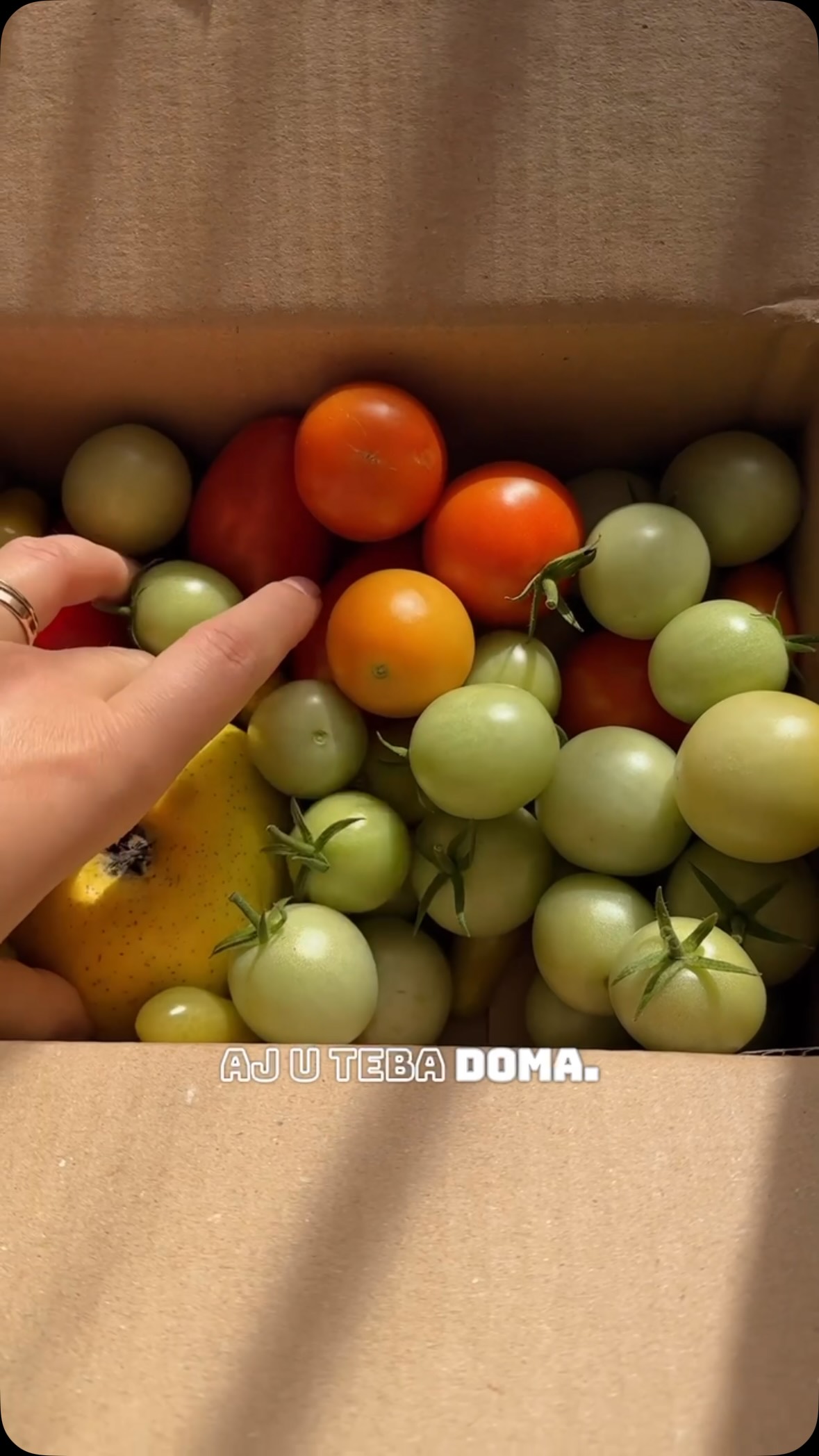 🍅 Je začiatok októbra a tento rok si ešte užívame teplé dni. Rajčinám však záleží aj na tom, aké sú noci – keď sa ochladí, dozrievajú čoraz pomalšie.

Ak ti teda zostali na rastlinách zelené rajčiny, nemusíš sa s nimi rozlúčiť. Tie, ktoré už dorástli, môžeš nechať dozrieť doma. Stačí ti papierové vrecko alebo krabička.

Len ich nezabudni pravidelne kontrolovať. Bola by škoda prísť o poslednú úrodu, keď si sa o ne staral/a celú sezónu. 😊

#paradajky #rajciny #zahrada #nezreleparadajky
