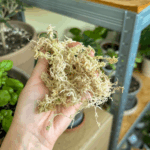 sušený rašelinník_spaghnum moss