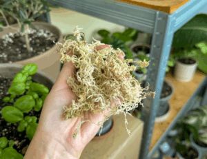 sušený rašelinník_spaghnum moss