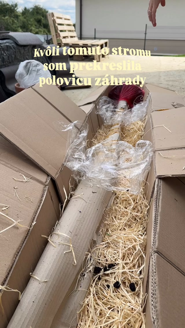 Finálny vzhľad stromu nájdete na konci videa. Teda aspoň približný. 🌳

Môj vysnívaný strom do záhrady je konečne doma. Je ním Albizia julibrissin. 💚

Vybrala som si ju najmä kvôli jej ružovým „chlpatým“ kvetom, ktoré sa objavujú počas leta, približne od júna/júla až do jeho konca. Páči sa mi jej exotický vzhľad a zároveň to, že pri vhodnom stanovišti dokáže zvládnuť aj naše zimy.

Vizualizácia na konci je orientačná. Albízia môže časom dorásť približne do 4–6 metrov a vytvoriť širokú, dáždnikovú korunu.

Samostatne pri plote však nezostane. Postupne okolo nej vznikne záhon, ktorého bude dominantou a, dúfam, raz aj jednou z najväčších ozdôb záhrady. 🌿

Teraz už len pár rokov počkať. 😂

#zahrada
