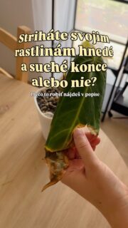 V prvom rade – vyzerajú krajšie. 😄 
Suchá časť listu sa už nikdy nezazelená, takže rastline nijako nepomôže, keď ju tam necháme. Navyše sa v takýchto miestach môžu ukrývať škodce a pri vyššej vlhkosti môžu byť náchylnejšie aj na plesne.

To ale neznamená, že pri jednej hnedej špičke treba odstrihnúť celý list. 🌱 Pokiaľ je jeho zvyšok zelený a zdravý, rastlina ho stále využíva na fotosyntézu. Stačí preto odstrihnúť iba suchú časť, ideálne podľa prirodzeného tvaru listu.

A potom treba nájsť dôvod, prečo konce schnú. 👀 Často za tým býva príliš suchý vzduch v interiéri, nepravidelná zálievka, tvrdá voda alebo priveľa hnojiva. V lete môže byť príčinou aj spálenie ostrým slnkom a v zime zase premokrenie či chlad.

Po ostrihaní navyše ľahšie uvidíte, či sa problém objavuje znova. Nožnice teda vyriešia to, čo vidíme, ale ak konce schnú ďalej, treba hľadať príčinu. 🌱

#rastliny #pestovanie #suchelisty