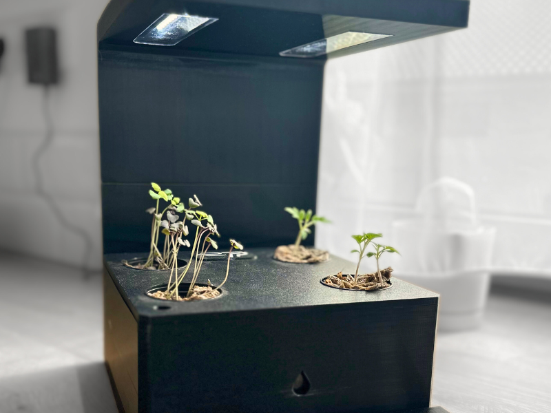 rajčiny a bazalka v hydropónii