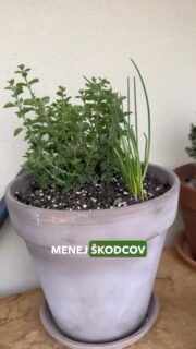 Nepestuj bylinky náhodne. ❌ Kombinuj ich tak, aby sa im darilo čo najlepšie. ✅
Správne kombinácie podporia rast a zamedzia výskyt škodcov. 🪳

#bylinky #pestovanie #rastliny #izboverastliny