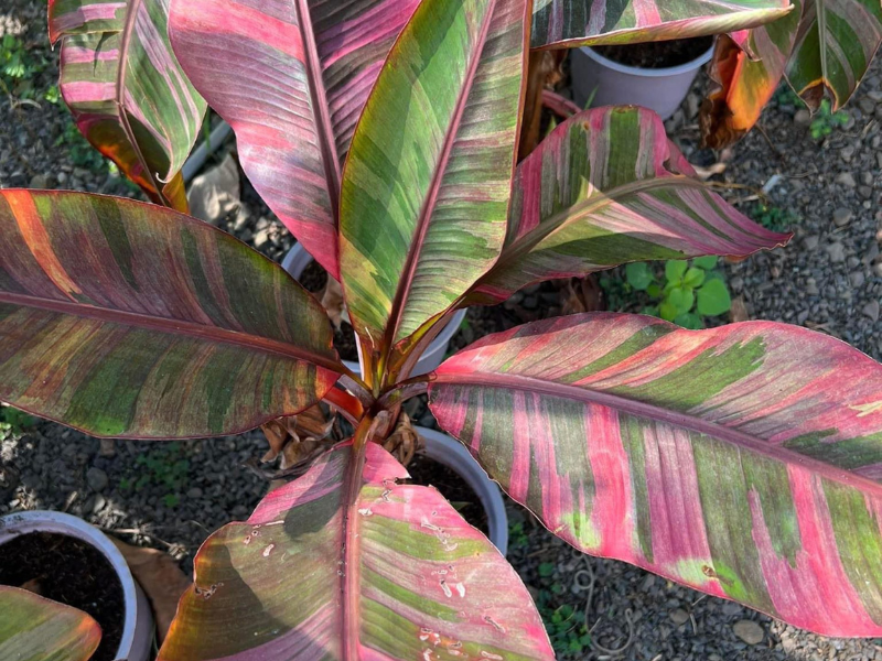 musa nono pink variegata