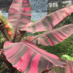 panašovaný bananovnik musa nono pink variegata