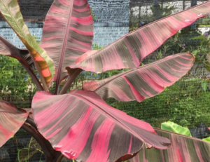 panašovaný bananovnik musa nono pink variegata