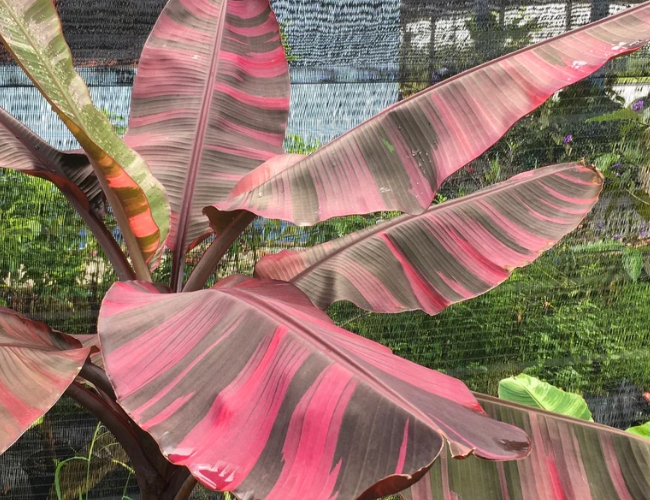 panašovaný bananovnik musa nono pink variegata